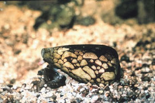      Marbled Cone Snail.j
